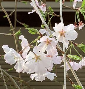 現品発送　かみやましだれ桜　一重咲き　早咲き　桜　強健種　日本花の会認定　　