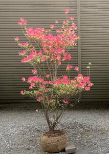 現品発送　ハナアソビ　クルメツツジ　濃いピンク花　一重咲き　花遊び　久留米ツツジ