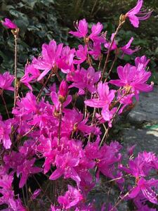 熊野ミツバツツジ　濃い紫花　クマノツツジ　ミツバツツジ　落葉樹　強健種　