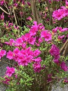 . butterfly. Mai gorgeous . stock .. purple flower two step ..krume azalea kochouno my Kurume azalea 