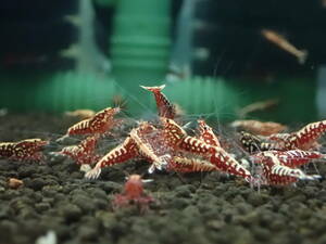 [ high grade 3 pcs ] red Galaxy fish bo-n3 pcs * approximately 1.5.* beautiful individual * Random select!!{ peace .}