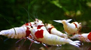 [ red Be 3 pair ] Red Bee Shrimp ( Mothra, band, outline of the sun ) female 3 male 3=6 pcs * beautiful individual * Random select!!{ peace .}