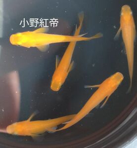 小野紅帝　メダカ　卵15個＋α