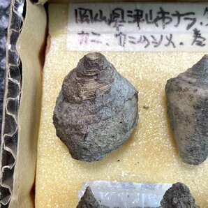 ◆日本の化石 岡山県津山市ナラ 産出 新生代中新世 カニ 巻貝 二枚貝◆の画像2