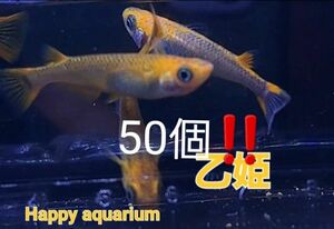 乙姫メダカの卵50個!! 特別価格 渋い かっこいい ブラックリム強め 値下げ不可 【Happy aquarium】