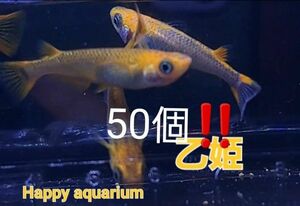 乙姫メダカの卵50個!! 特別価格 綺麗 渋い 値下げ不可 【Happy aquarium】