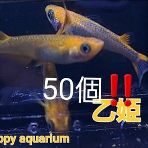 乙姫メダカの卵50個!! 特別価格 綺麗 渋い 値下げ不可 【Happy aquarium】