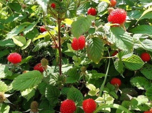 草いちご 苗 5株 木いちご 木苺 ラズベリー 家庭菜園