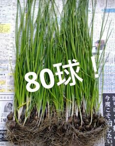 あさつき　80球（本）　苗　野菜　自然食　農薬不使用　無施肥　天然