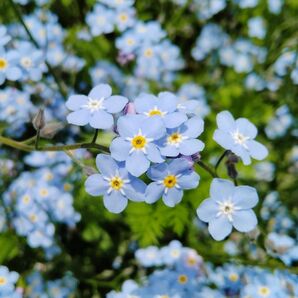 忘れな草 勿忘草 ワスレナグサ 水色 花 ガーデニング