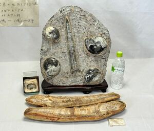 AZ-785 化石 アンモナイト 古代魚 魚の化石 アスピドリンクス? ブラジル産 ジュラ紀 白亜紀 1億～1億5000万年 ジェムストーン 化石標本