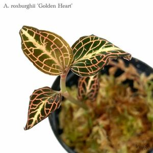 アネクトキルス ロクスバーギー 'ゴールデンハート' (ジュエルオーキッド 宝石蘭 Anoectochilus roxburghii 'Golden Heart')