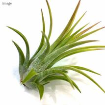 チランジア イオナンタ 'ギガンテ' (エアープランツ ティランジア ionantha 'Gigante')_画像3