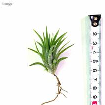 チランジア イオナンタ 'ドルイド' 発色の良い個体 (エアープランツ ティランジア 白花 ionantha 'Druid')_画像2