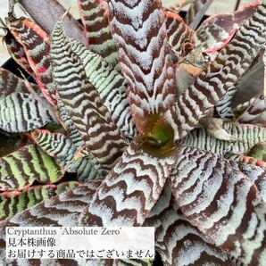 クリプタンサス 'アブソリュートゼロ' 2寸 (ブロメリア Cryptanthus 'Absolute zero')の画像3