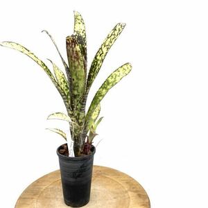 (現品) ビルベルギア 'コーランイエロームーン' (No.62409) (タンクブロメリア Billbergia Kolan Yellow Moon')