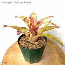 ネオレゲリア 'オールドラブレターズ' 4寸 (タンクブロメリア Neoregelia 'Old Love Letters')_画像1