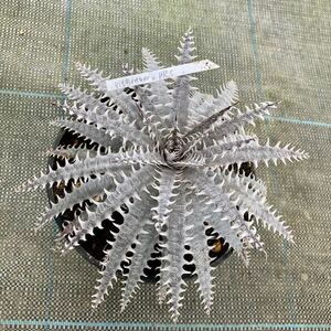 (現品) ディッキア 交配種 (No.62426) (ブロメリア Dyckia hybrid)