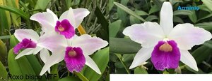 見切り品４ポットセット C. purpurata CG1728 (roxo-bispo 'VTF' x roxo-bispo 'Arminio') 洋蘭 原種