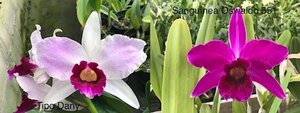 見切り品４ポットセット C. purpurata CG1744 (tipo 'Dany' x sanguinea 'Oswaldo 551') 洋蘭 原種