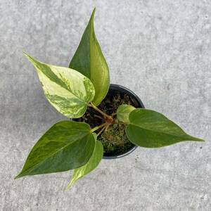 Anthurium PC variegata アンスリウムピンク・Cバリエガータ アンスリウム斑入り