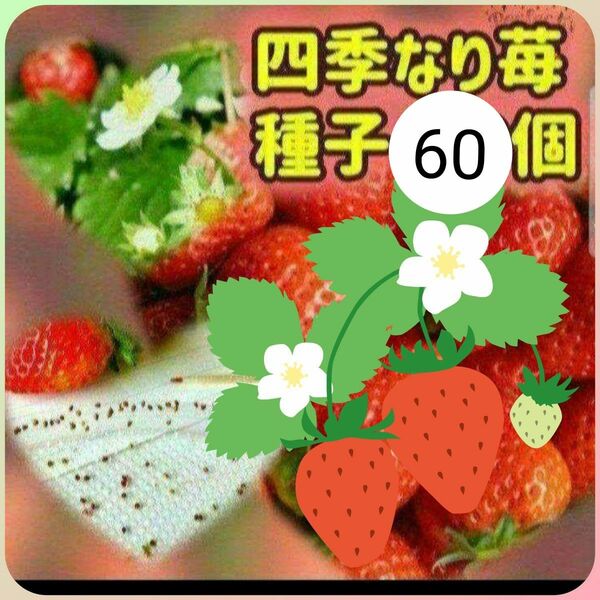 【同梱で50円値引き】四季なりイチゴ 種子 60個 農薬を使わずに自家栽培した果実から採取した種