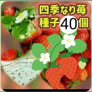 【同梱で50円値引き】四季なりイチゴ 種子 40個 農薬を使わずに自家栽培した果実から採取した種