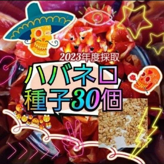 【同梱で50円値引き】ハバネロ 種子 30個 2023年 令和5年度8月採取 新鮮種