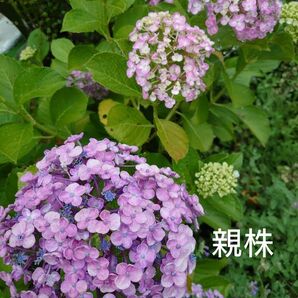 おたふく紫陽花の苗木　ポットごと　①