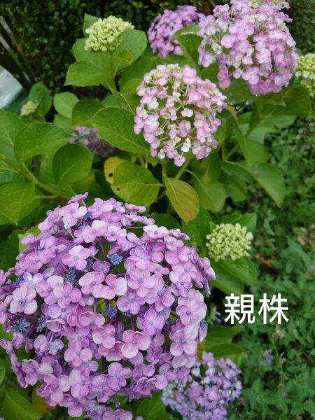 おたふく紫陽花の苗木　ポットごと　①