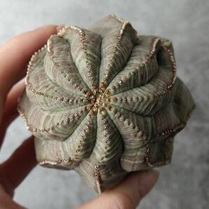 【B5218】在庫ラスト！！超巨大株！！【極上特選大株！！】ユーフォルビア オベサ Euphorbia obesa ( 検索 アガベ 多肉植物 )の画像4