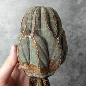 【B5218】在庫ラスト！！超巨大株！！【極上特選大株！！】ユーフォルビア オベサ Euphorbia obesa ( 検索 アガベ 多肉植物 )の画像1