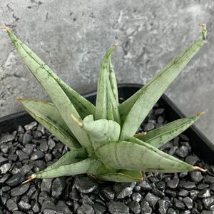 【S475】【SS級！！超希少品種！美株！！】サンスベリア カシー Sansevieria Kasih