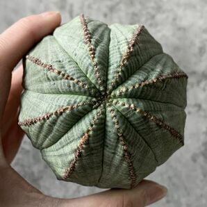 【B5375】在庫ラスト！！【極上特選大株！！】ユーフォルビア オベサ Euphorbia obesa ( 検索 アガベ 多肉植物 )の画像4