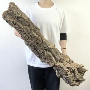 【C3644】巨大90㎝！超特大サイズ！最高品質！ キャノン型 コルク樹皮 エアプランツ チランジア コウモリラン ビカクシダ 洋蘭 爬虫類