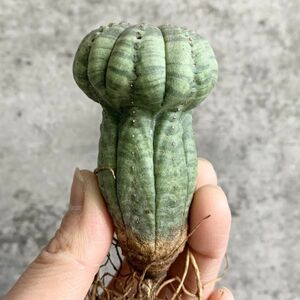 【B5098】在庫ラスト株！！【S級キノコ型選抜株】ユーフォルビア オベサ Euphorbia obesa ( 検索 アガベ 塊根植物 多肉植物 )