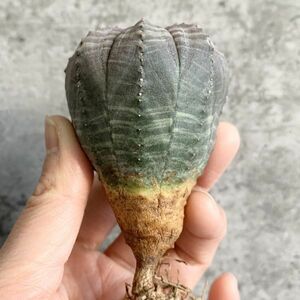 【B5100】在庫ラスト株！【選抜株】ユーフォルビア オベサ Euphorbia obesa ( 検索 アガベ 塊根植物 多肉植物 )