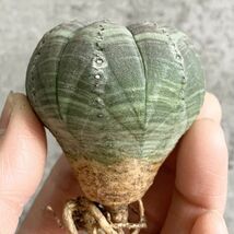 【B5101】在庫ラスト株！【選抜株】ユーフォルビア オベサ Euphorbia obesa ( 検索 アガベ 塊根植物 多肉植物 )_画像2