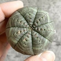 【B5101】在庫ラスト株！【選抜株】ユーフォルビア オベサ Euphorbia obesa ( 検索 アガベ 塊根植物 多肉植物 )_画像3