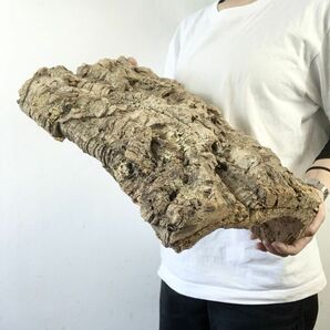【C3684】超特大サイズ！最高品質！ コルク樹皮 エアプランツ チランジア コウモリラン ビカクシダ 洋蘭 爬虫類 コルクの画像2