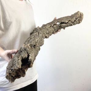 【C3697】超特大サイズ！最高品質！ コルク樹皮 エアプランツ チランジア コウモリラン ビカクシダ 洋蘭 爬虫類 コルクの画像3