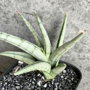 【S590】SS級超希少！！【超希少美株！！】サンスベリア カシー Sansevieria Kasihの画像2