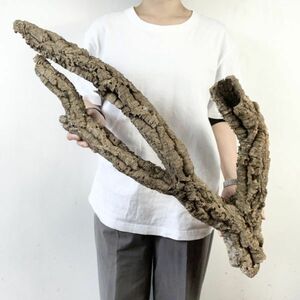 [C3710] double extra-large size! most high quality! Canon type cork . leather air plant chi Ran jia Platycerium staghorn fern . orchid reptiles cork 