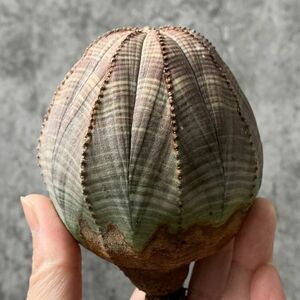 【B5407】SS級巨大9㎝！！【極上特選大株！！】ユーフォルビア オベサ Euphorbia obesa ( 検索 アガベ 多肉植物 )