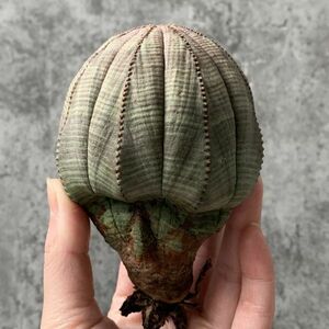 【B5409】SS級巨大9.5㎝！！【極上特選大株！！】ユーフォルビア オベサ Euphorbia obesa ( 検索 アガベ 多肉植物 )