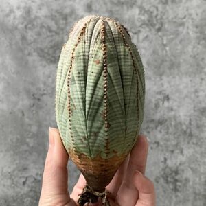 【B5413】SS級巨大12㎝！！【極上特選大株！！】ユーフォルビア オベサ Euphorbia obesa ( 検索 アガベ 多肉植物 )