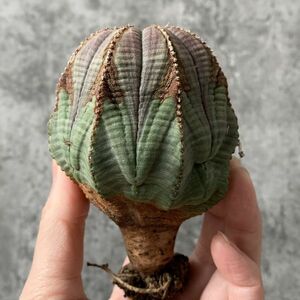 【B5414】SS級美模様8.5㎝！！【極上特選大株！！】ユーフォルビア オベサ Euphorbia obesa ( 検索 アガベ 多肉植物 )