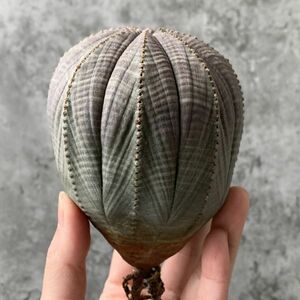 【B5416】SS級巨大9.5㎝！【極上特選大株！！】ユーフォルビア オベサ Euphorbia obesa ( 検索 アガベ 多肉植物 )