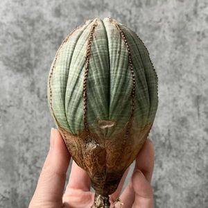 【B5418】SS級巨大11㎝！【極上特選大株！！】ユーフォルビア オベサ Euphorbia obesa ( 検索 アガベ 多肉植物 )