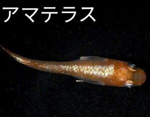 めだか卵　アマテラス　有精卵20＋α5個